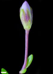 Veronica linifolia. Bract, pedicel, and flower bud. Scale = 1 mm.
 Image: P.J. Garnock-Jones © Te Papa CC-BY-NC 3.0 NZ